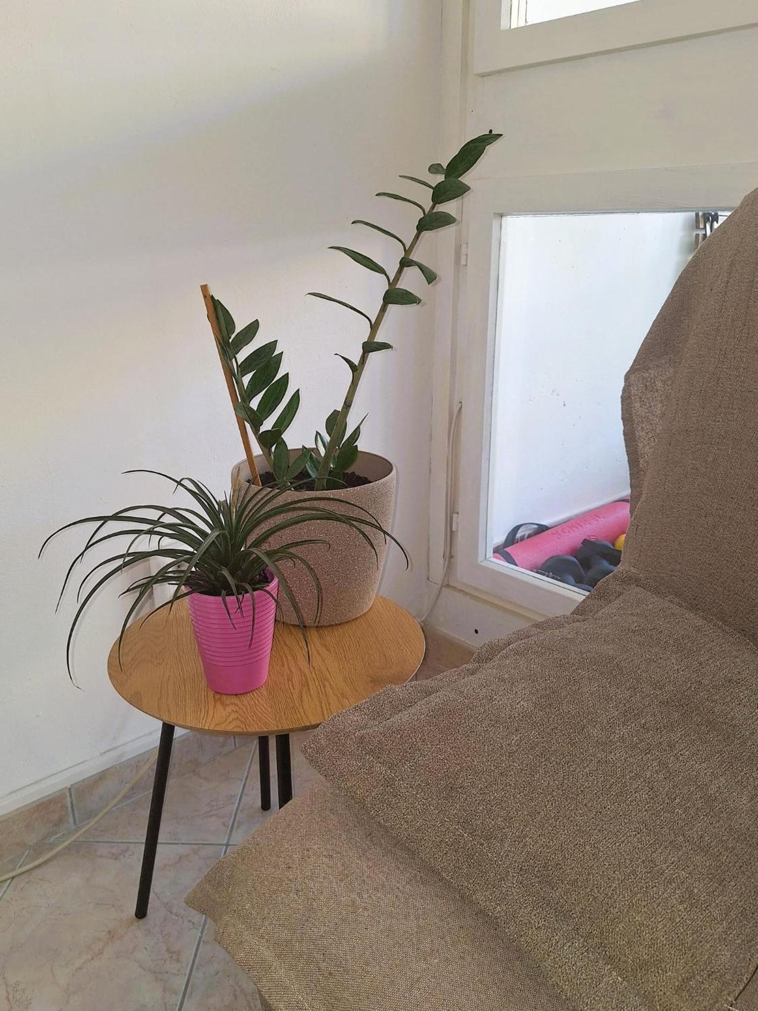 Apartament Mangus